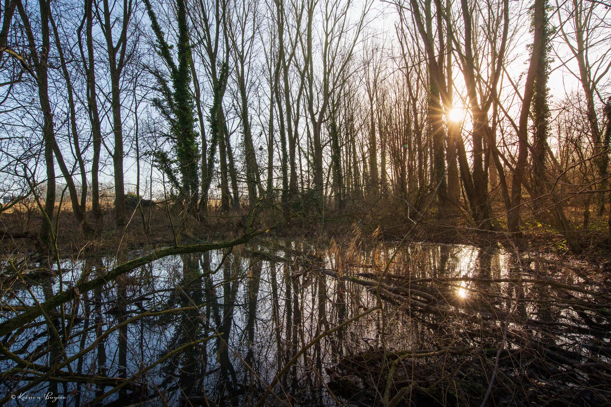 🌿 Ontluikende lente in de Gerstjens 🌸
