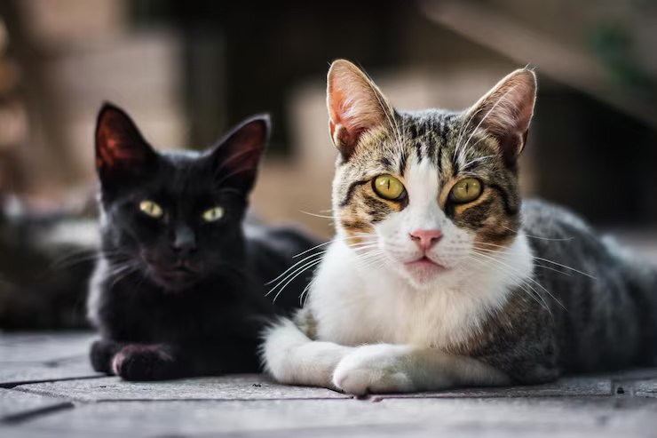 🐱 Meer dan 400.000 katten werden sinds 2020 gesteriliseerd in Vlaanderen, waarvan maar liefst 104.804 in Oost-Vlaanderen. Dat blijkt uit nieuwe cijfers van Vlaams Dierenminister Ben Weyts (N-VA).