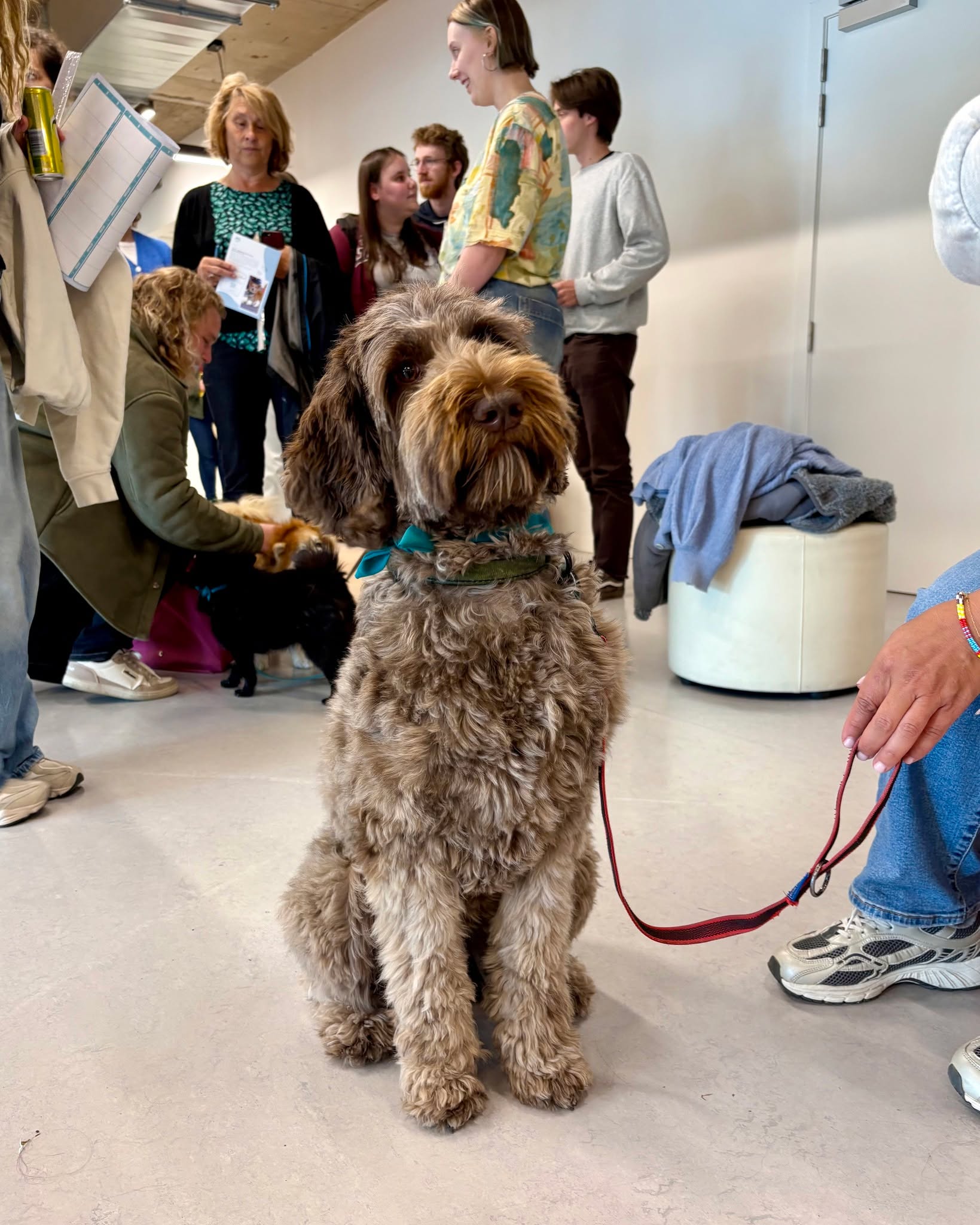 📚🐶 Motivatieboost voor studenten in Aalst
