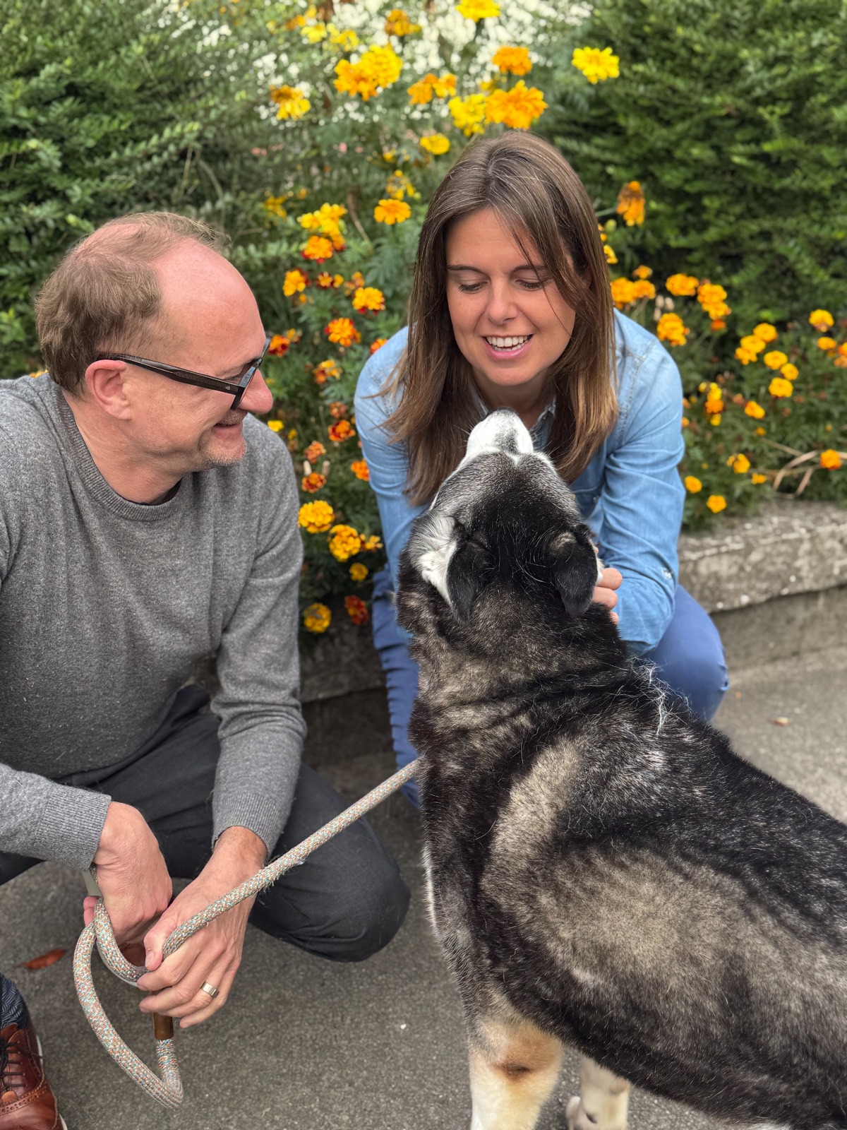 Aalsterse husky Wolf wacht al zes jaar op een nieuwe thuis