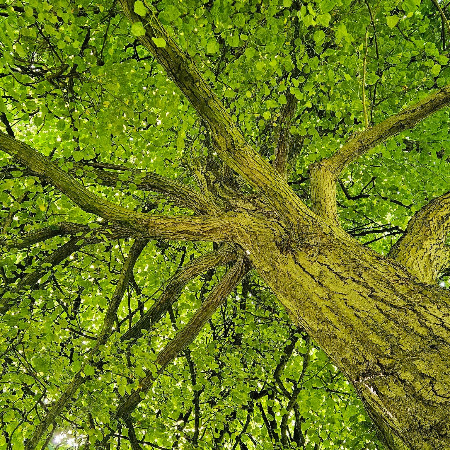 🌳 Oudenaarde kijkt mee in Aalst: Groendienst op inspiratietour