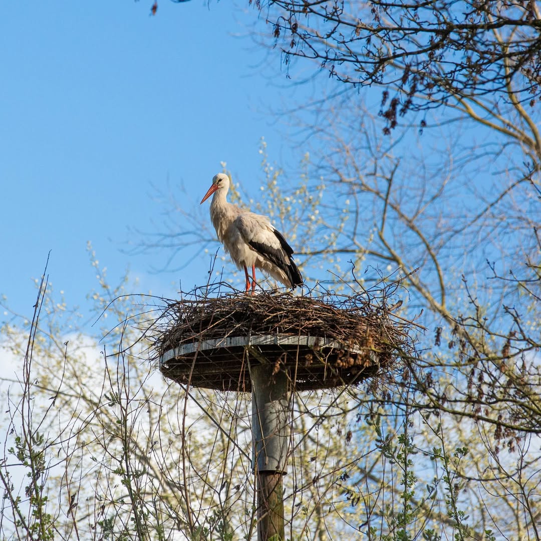 🌿 Op zoek naar ooievaarseieren in Hogedonk 🐣