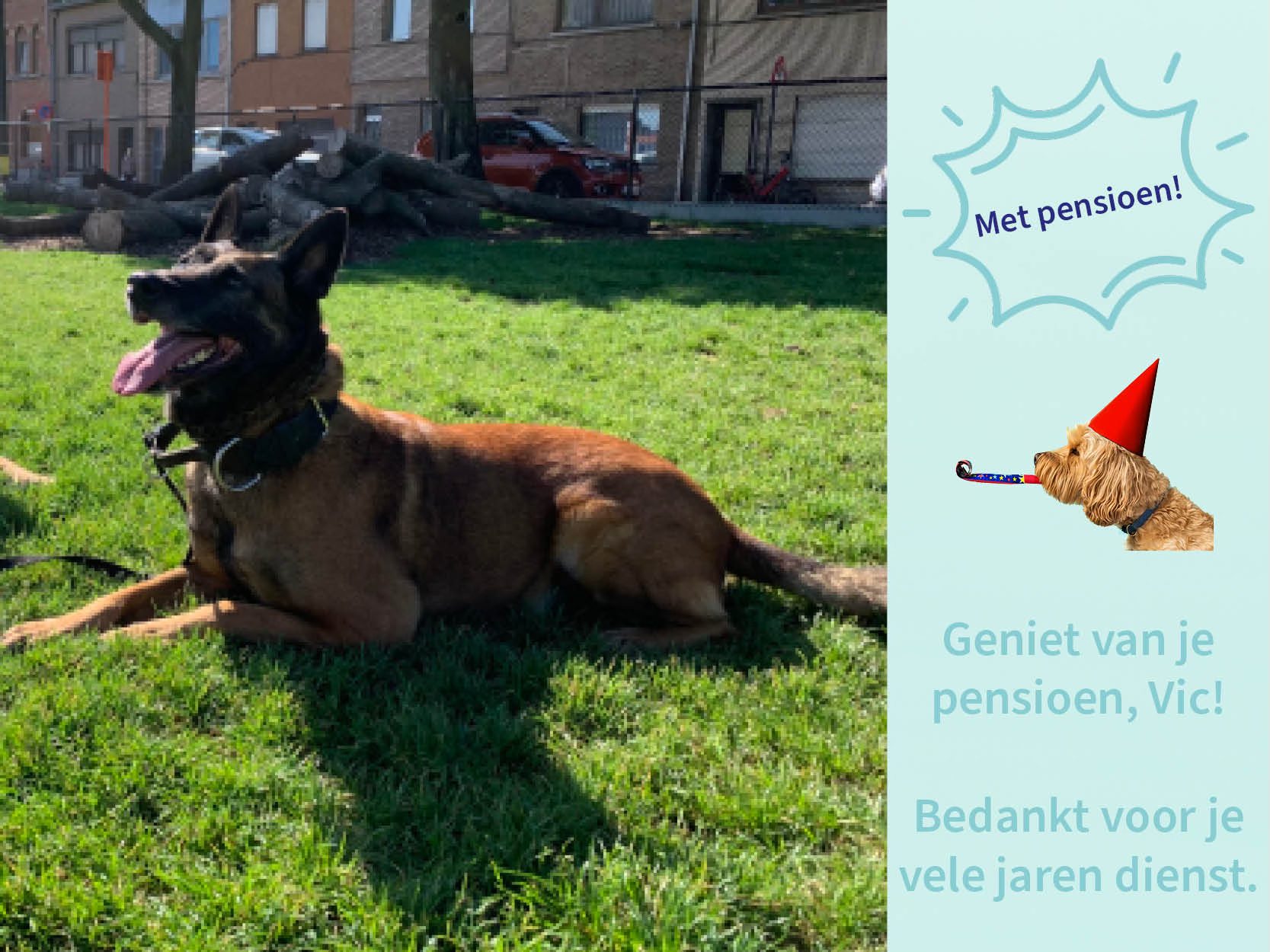 Politiehond Vic geniet sinds gisteren van zijn welverdiend pensioen!