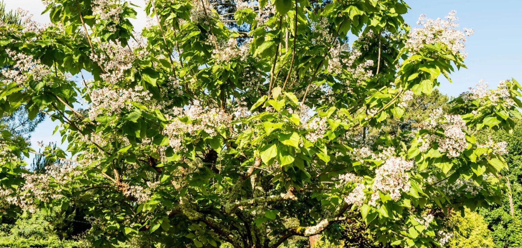 Meer schaduw in je tuin?