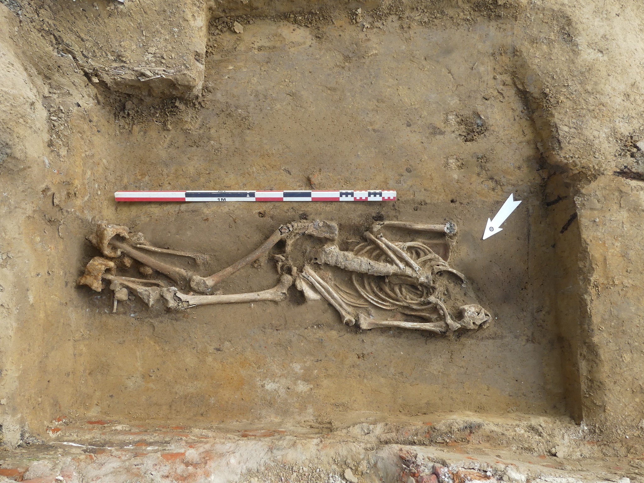 🕵️‍♂️ Unieke archeologische vondst in Aalst