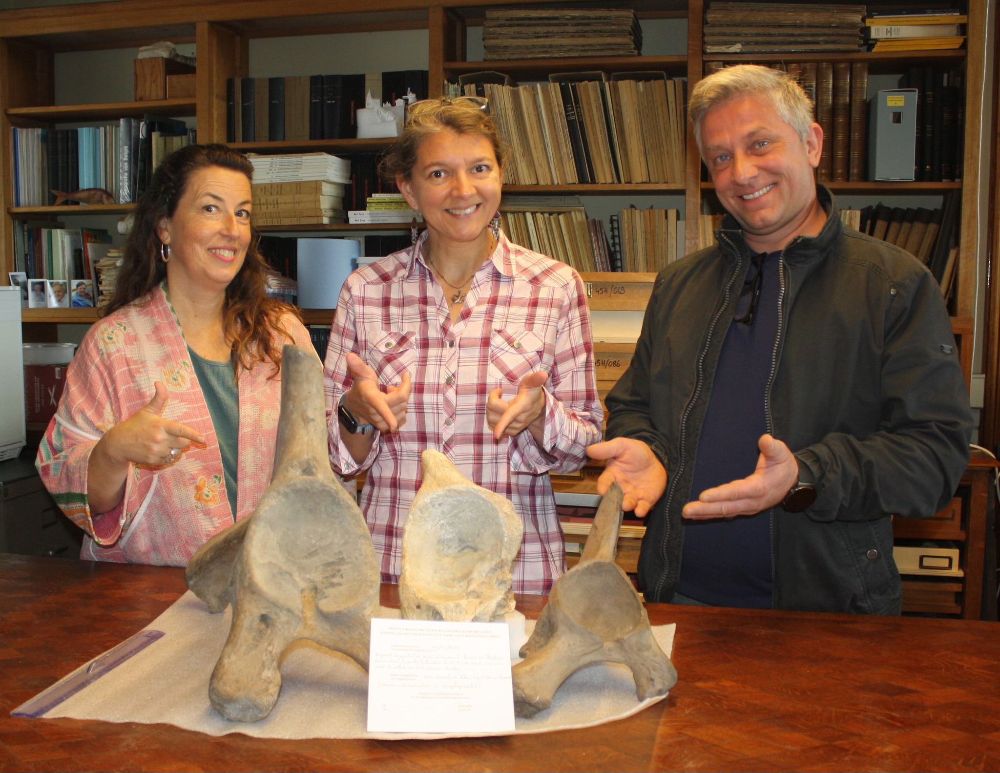 🦣De Kringwinkel Stroom van Sint-Lievens-Houtem (Oost-Vlaanderen) kreeg recent iets ongewoons binnen: een fossiel! "Het bleek na vergelijking met onze collectiestukken een deel van een mammoetbekken. 🦣" zegt het Natuurhistorische Musea