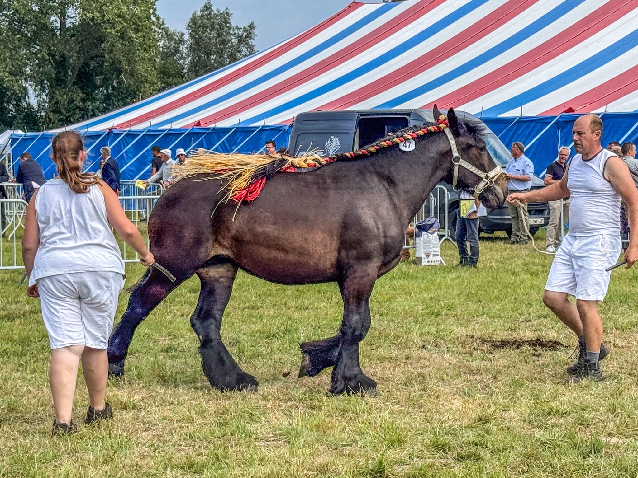🐴 Vlaams kampioenschap Belgisch Trekpaard strijkt neer op de Pikkeling in Moorsel
