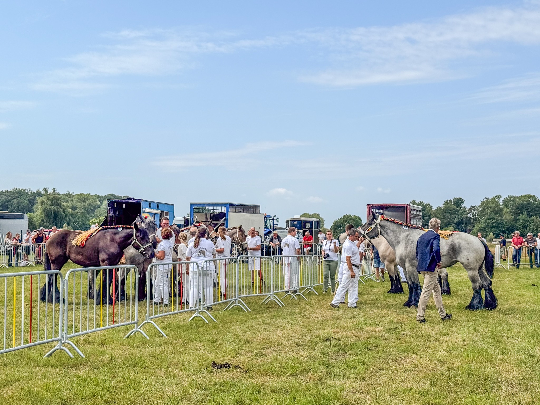 🐴 Vlaams kampioenschap Belgisch Trekpaard strijkt neer op de Pikkeling in Moorsel