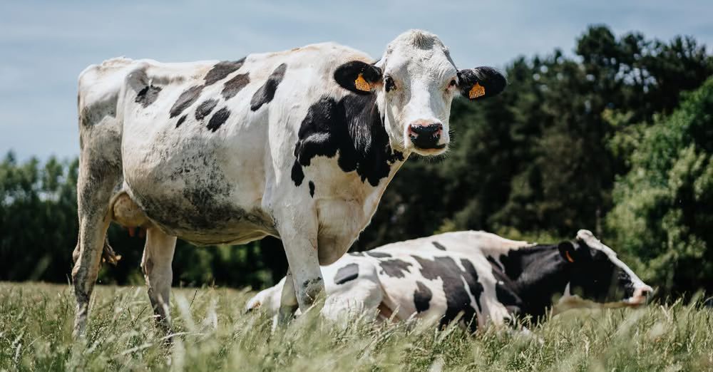 🌾 Dag van de Landbouw komt naar Aalst! 🌾