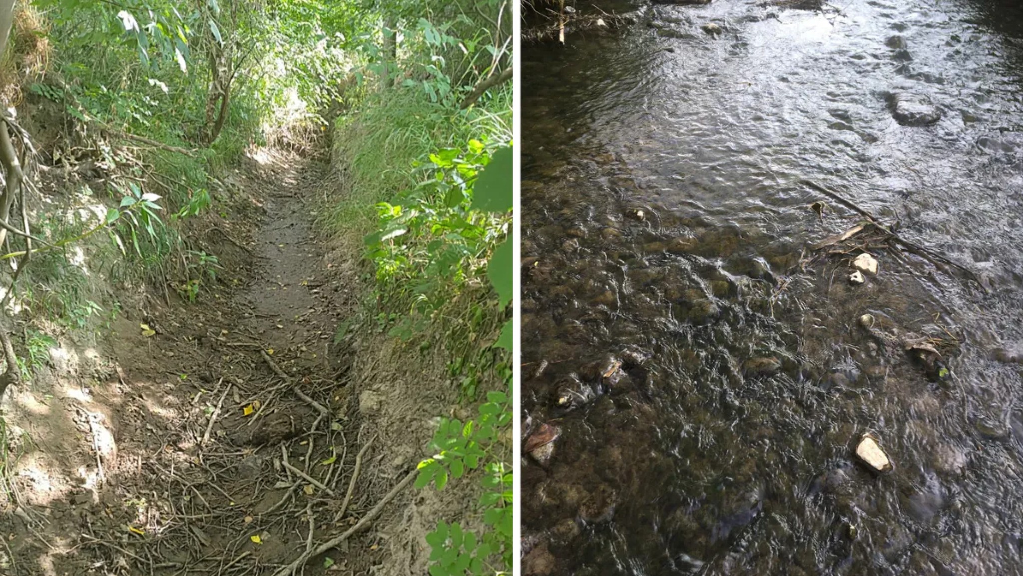 Historische droogte legt Molenbeek-Graadbeek in Meldert volledig droog: jarenlange natuurherstel dreigt verloren te gaan
