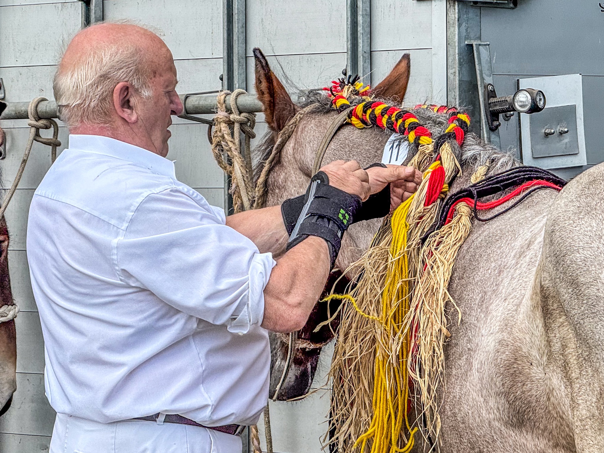 🐴 Vlaams kampioenschap Belgisch Trekpaard strijkt neer op de Pikkeling in Moorsel