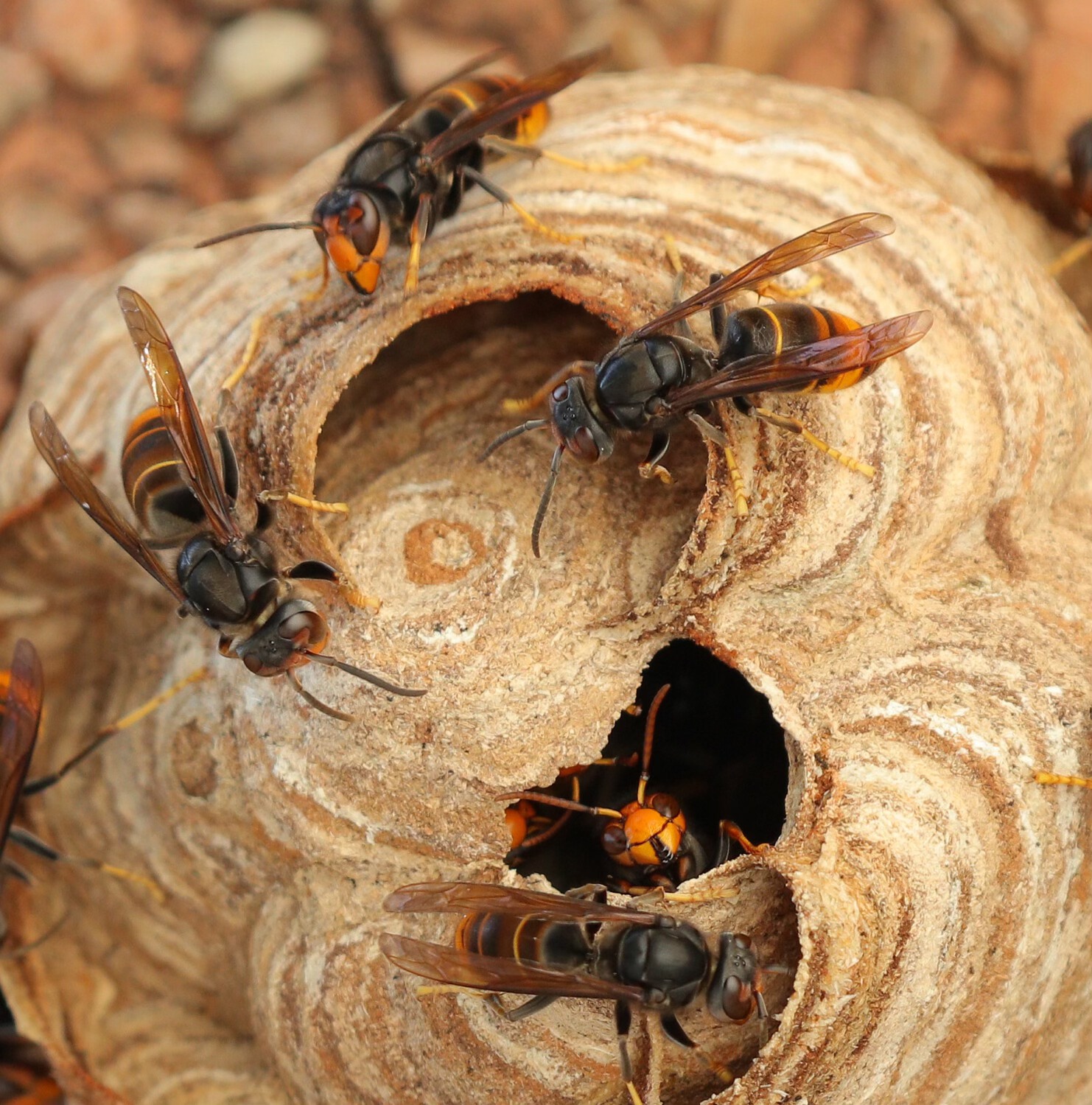 Hogeschool Odisee verdeelt 100 selectieve vallen voor Aziatische hoornaar in Aalst