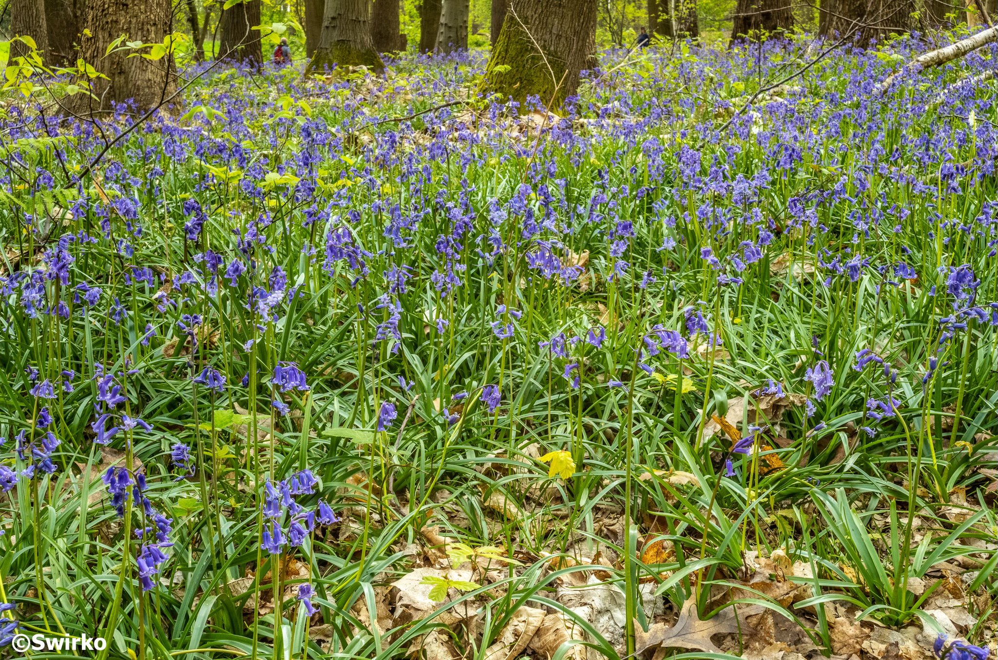 Eind april, begin mei trekken heel wat bossen hun mooiste lentejurk aan. Dan bloeien de paarsblauwe boshyacinten, met oogstrelende taferelen als gevolg. 