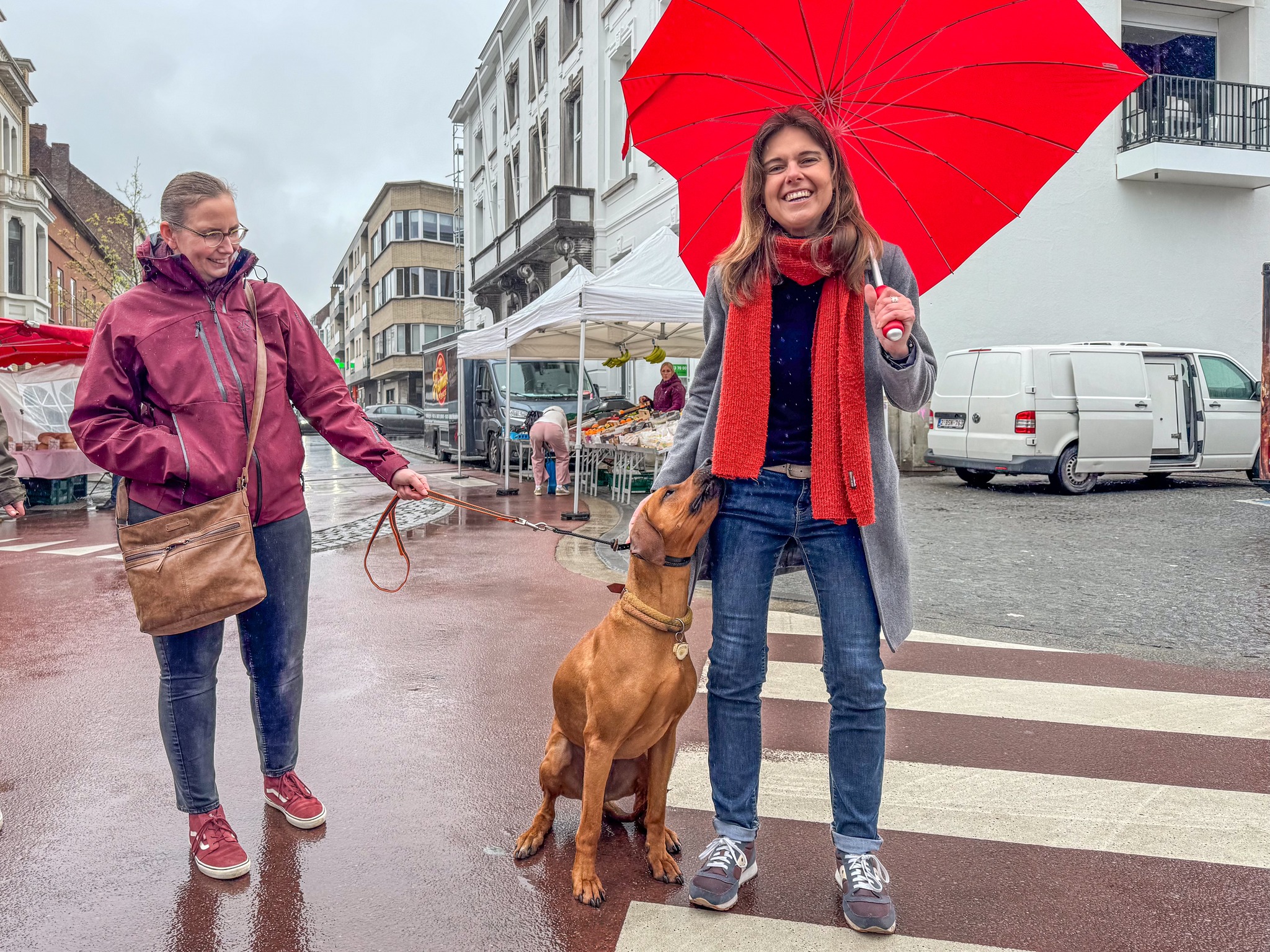 🐾 Extra middelen voor Aalsters zwerfkattenbeleid 🐱