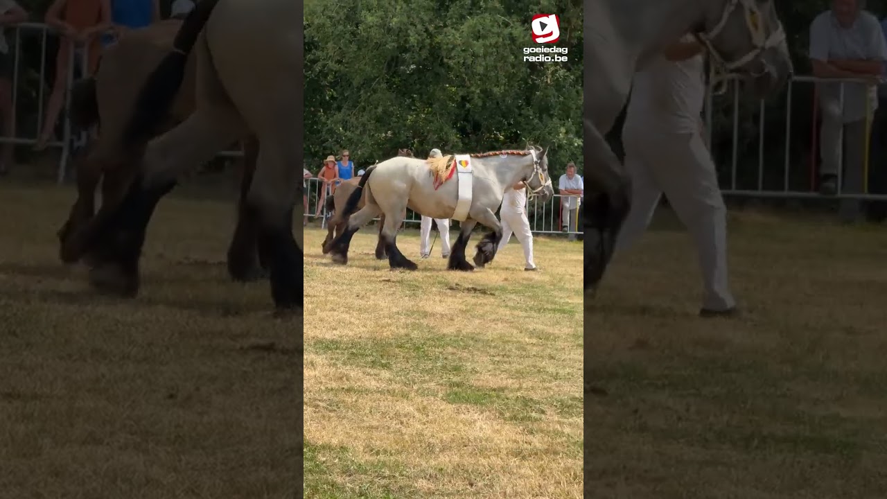 🐴 Achter de schermen van de paardenprijskamp