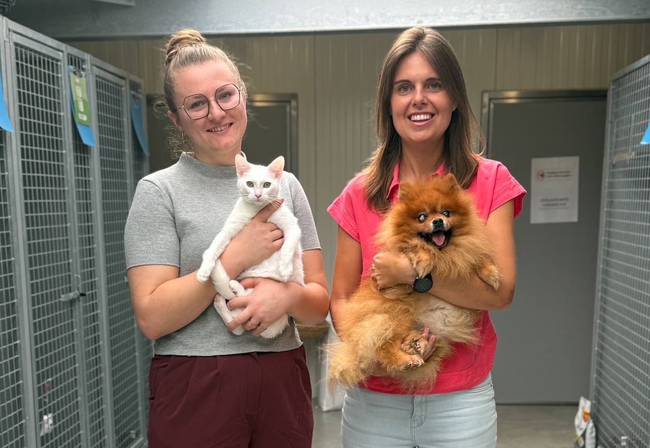 50 jaar Sint-Hubertus: Aalsterse honden en katten zoeken nog altijd hun gouden mand
