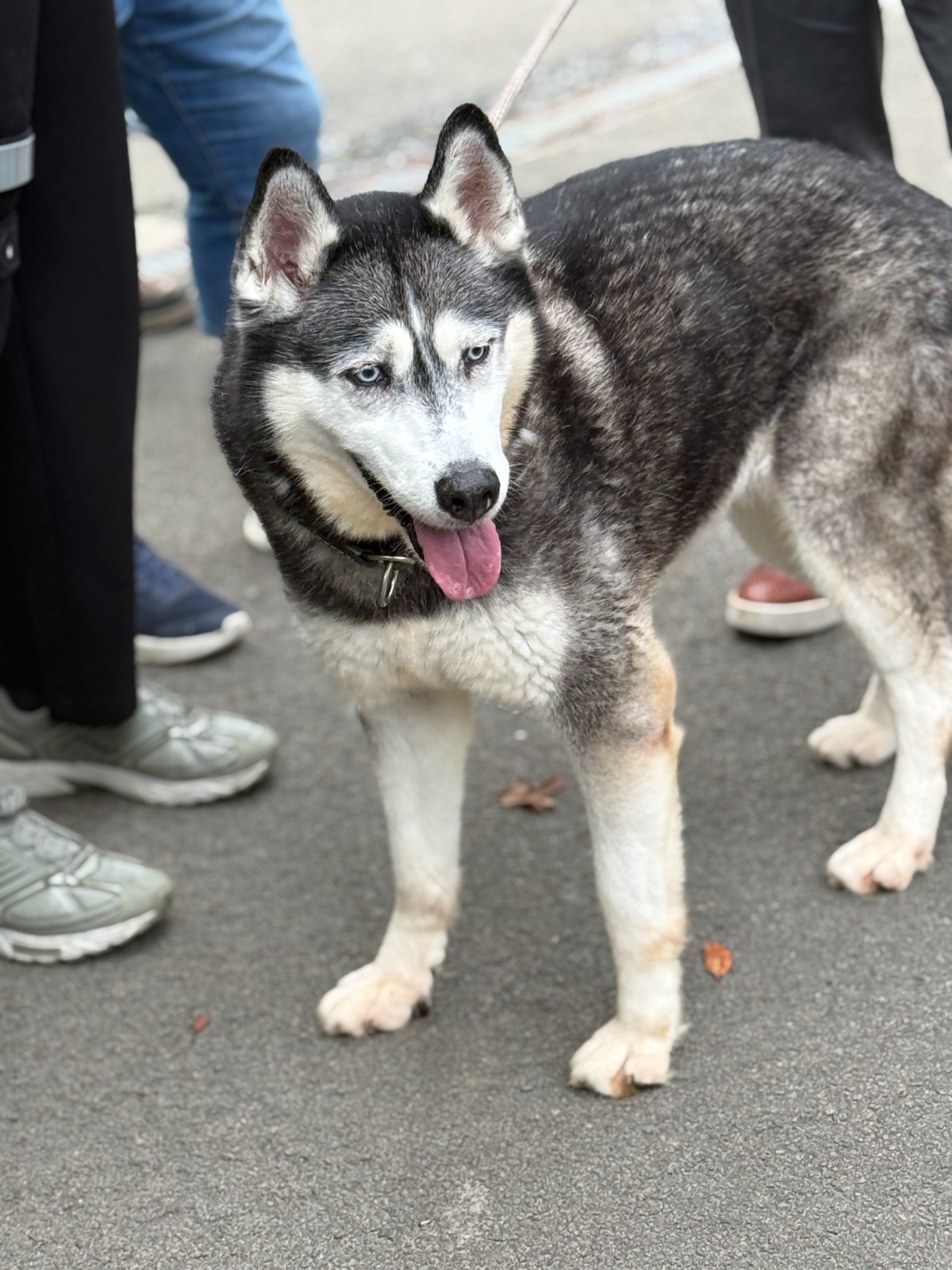 Aalsterse husky Wolf wacht al zes jaar op een nieuwe thuis