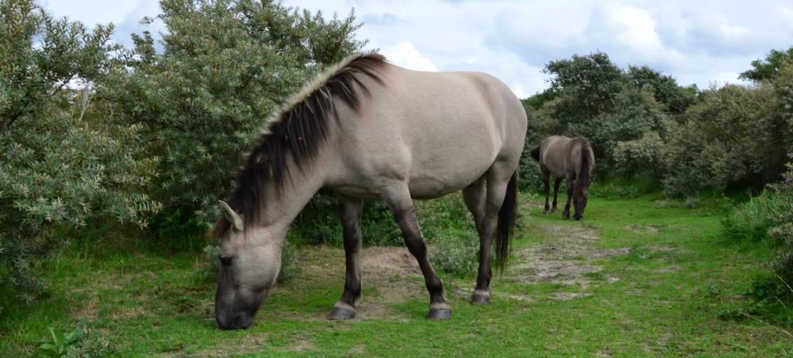 Konikpaarden komen gallowayrunderen en Schotse hooglanders helpen met het beheer in het Osbroek
