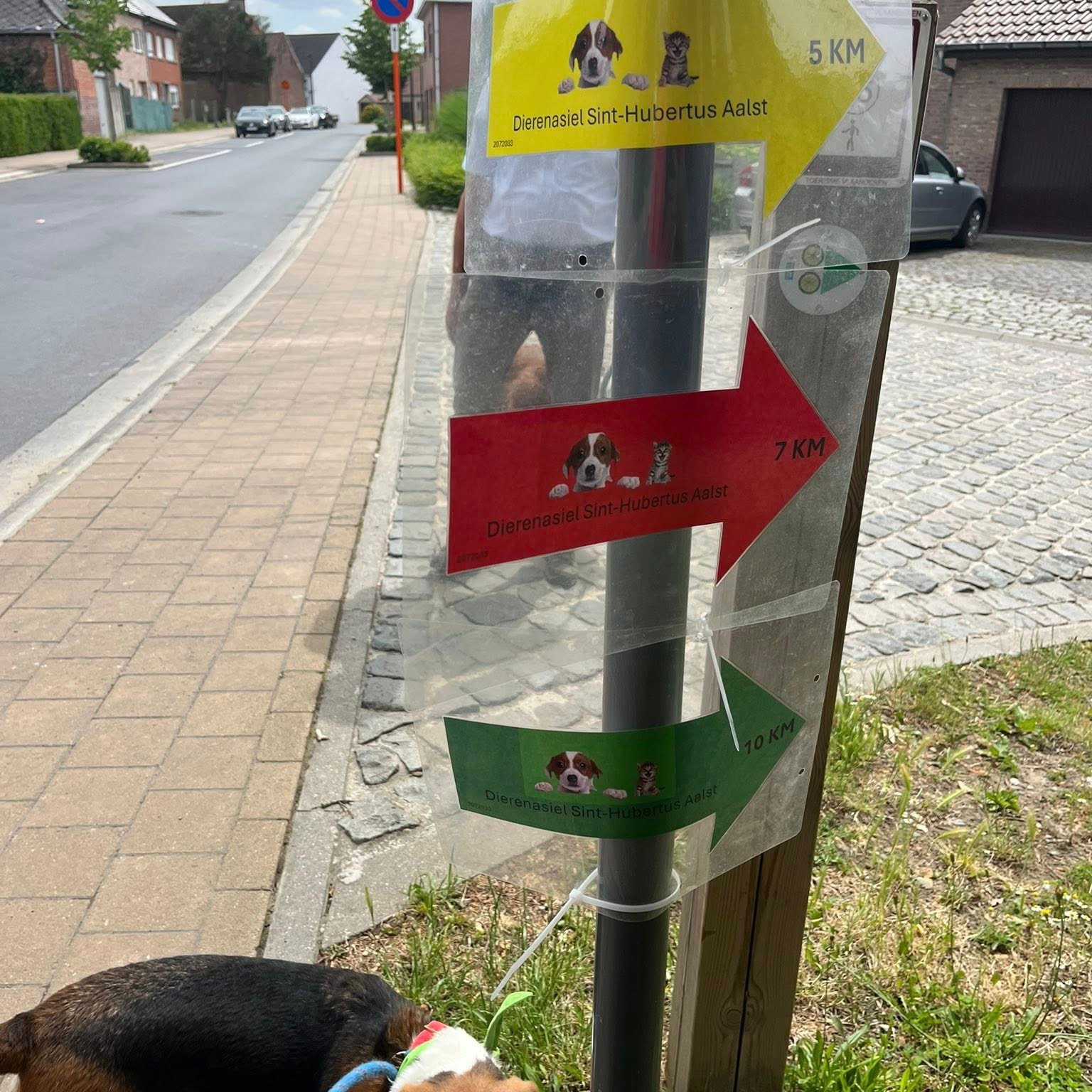 🐾 Honderden pootjes op pad voor Dierenasiel Sint Hubertus 🐾