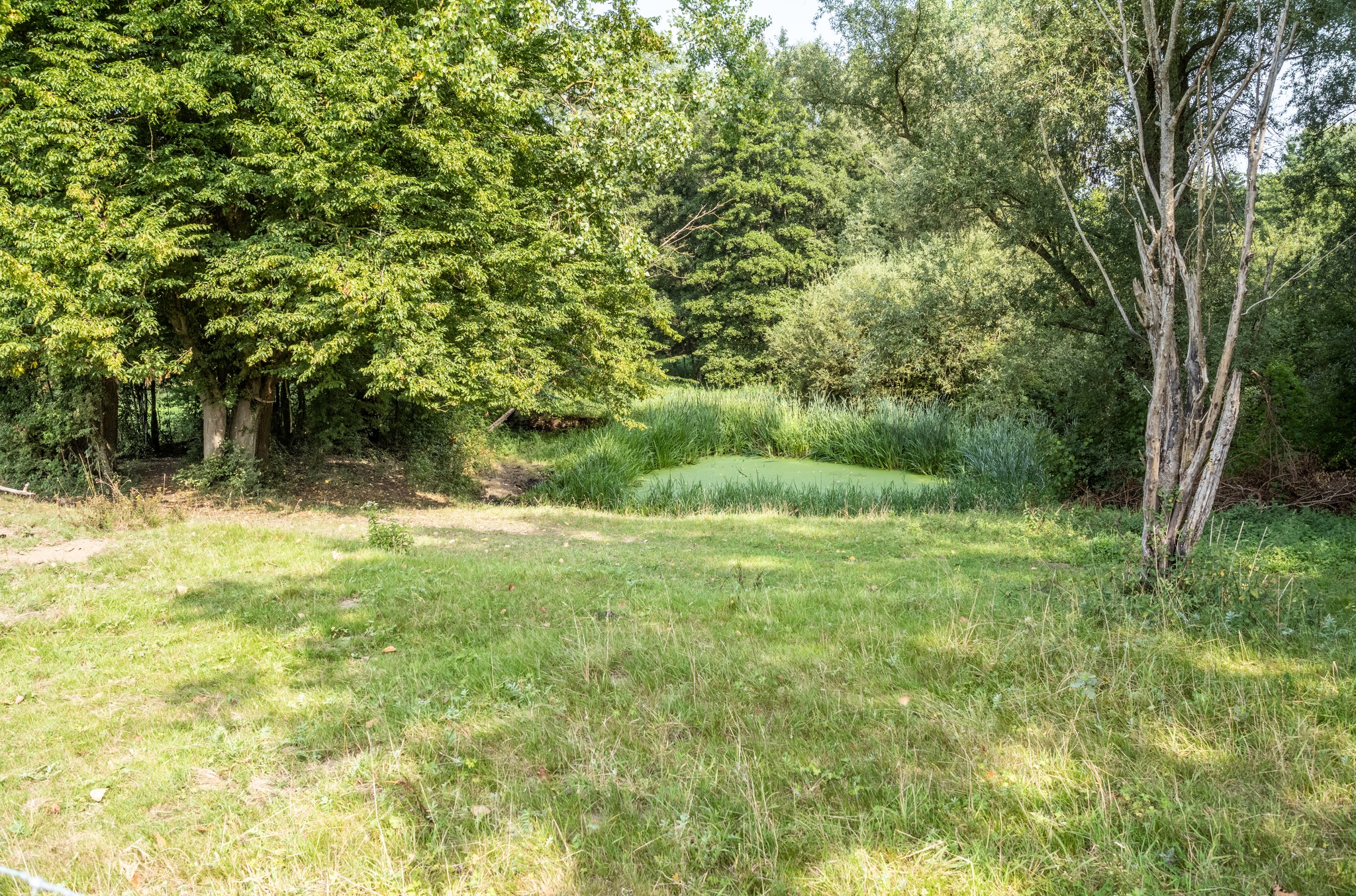 🌿 Ontdek de natuur van het Osbroek tijdens gratis begeleide wandeling